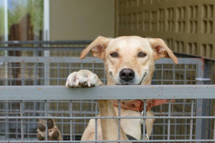 Thanks for helping to decrease Tobago’s animal overpopulation