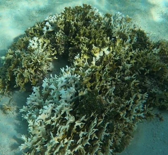 IMA hosts space of coral bleaching seminar in Buccoo