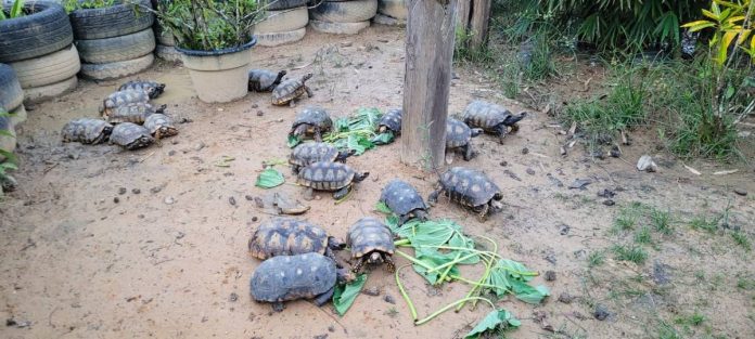 Rescued tortoises ‘doing smartly’ in Cumuto